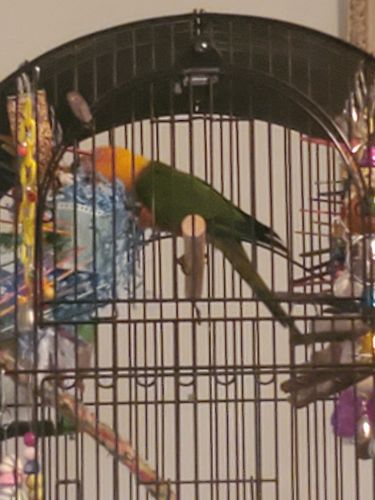Customer photo review of 3615 Fuzzy Atta