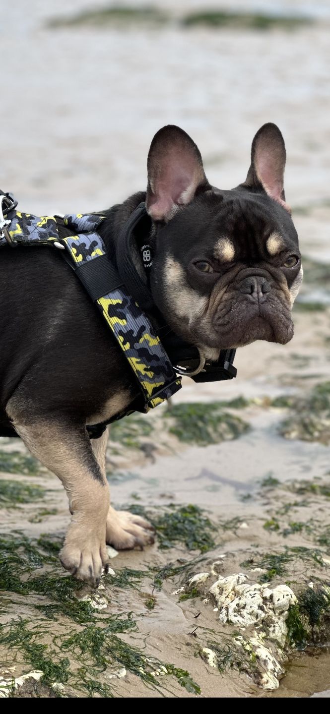 Customer photo review of TRI-Harness® | Anti-Pull, Adjustable & Durable - Dog Trainers Choice -  CAMO Lightning v2.0