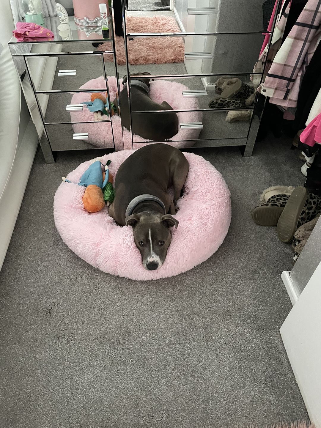 Customer photo review of Donut Dog Bed Calming Soft Comfy Anti Anxiety Plush Dog Bed