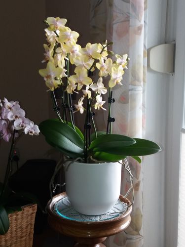 Customer photo review of Große  Two of Us Duftorchidee Bolgheri Lemon mit 4+ Stielen