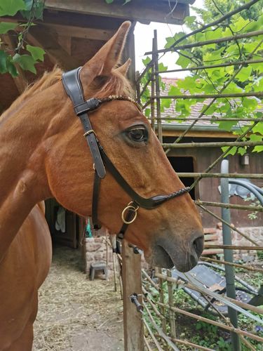 Customer photo review of Braided sidepull