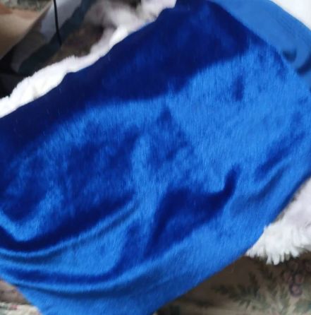 Customer photo review of Royal Blue Stretch Velvet
