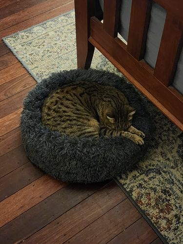 Customer photo review of Pawz Non-Removable Calming Pet Bed