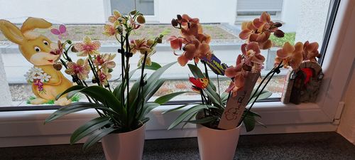 Customer photo review of 2er Orchideen Überraschung + Übertöpfe