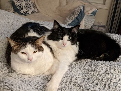 Customer photo review of Chicken Recipe Plus Cat Treats, Pack of 4