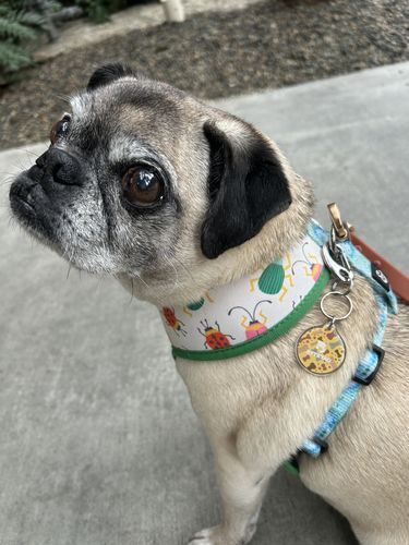 Customer photo review of Biscuits