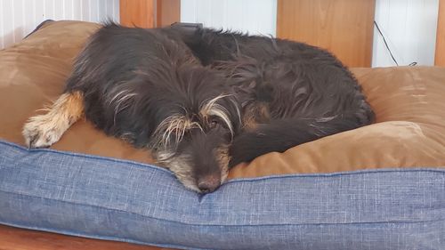 Customer photo review of Cama de perro modelo origen Kuapets café - azul jeans