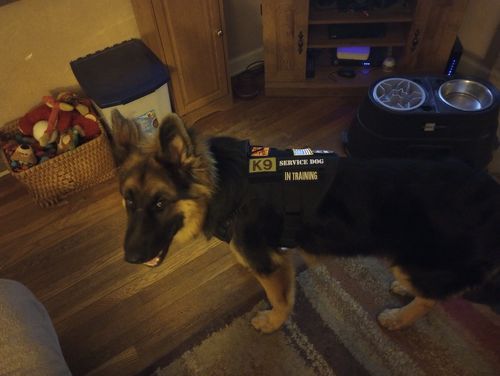 Customer photo review of Classic Heavy-Duty Tactical No-Pull Team K9™ Dog Harness With Front & Back D-Rings, Quick-Release Metal-Buckles, Hook & Loop Panels, & Top Handle