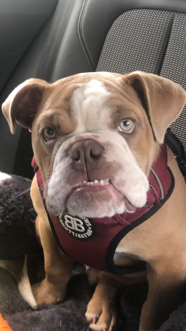 Customer photo review of Premium Comfort Harness | Non Restrictive & Adjustable - Burgundy v2.0