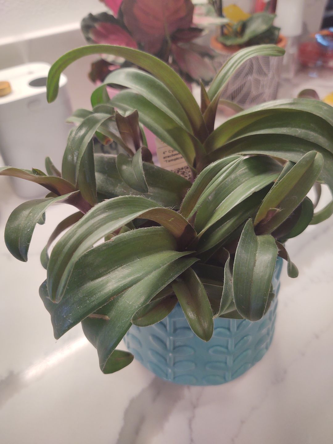 Customer photo review of Cyanotis arachnoidea 'Tampicana'
