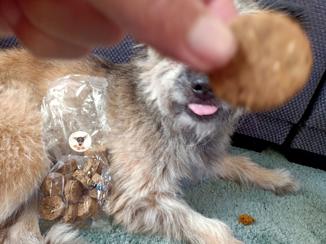 Customer photo review of Tony en Lu Pups | Kleine hondensnacks