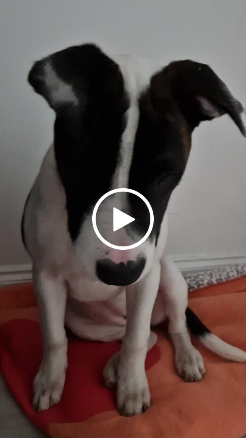 Customer video review of 4cm Combat® Collar | Rated Clip - NO HANDLE - Magentas v2.0