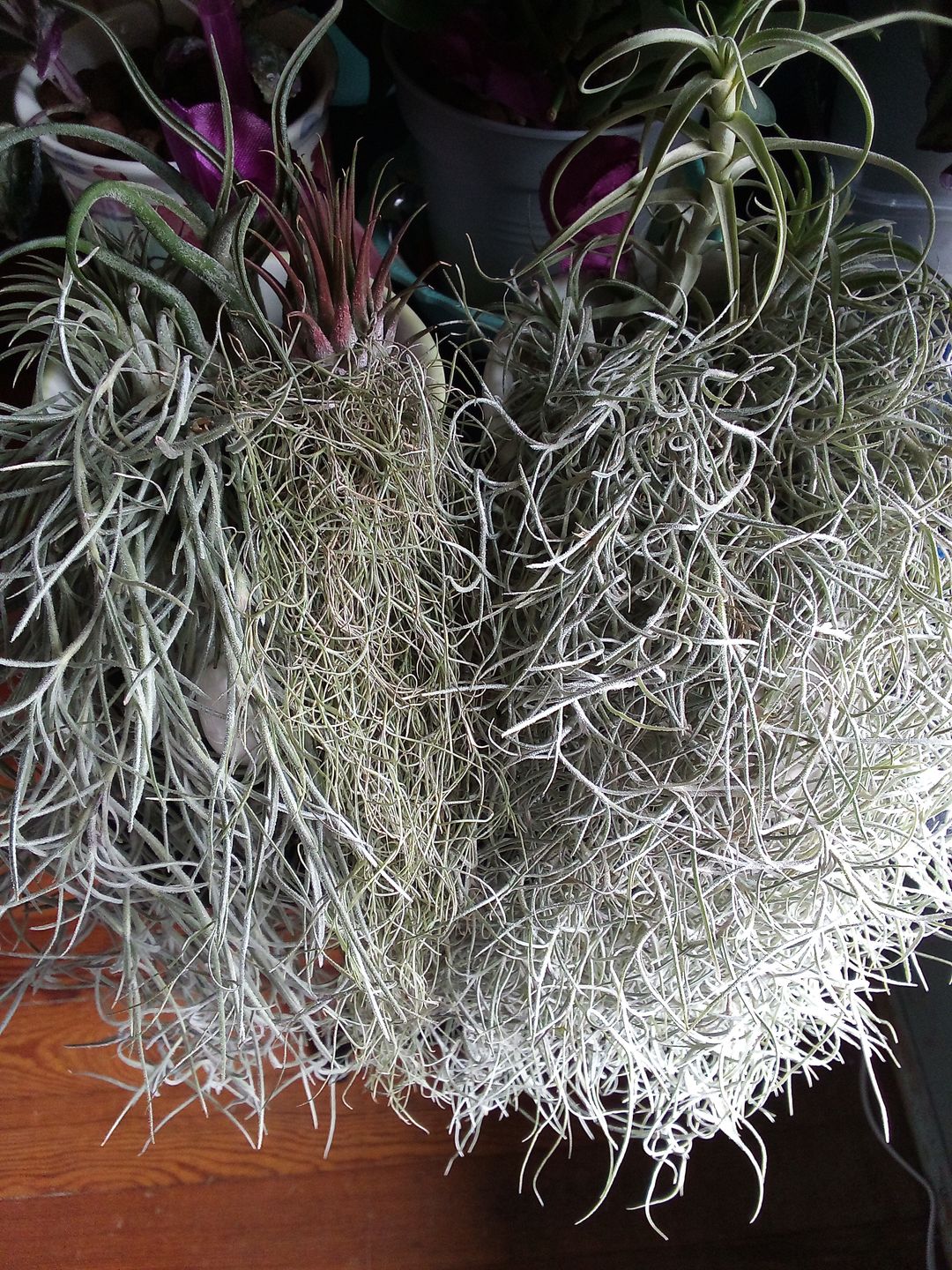 Customer photo review of Usneoides (Spanish Moss) White  On Hanging Wire!