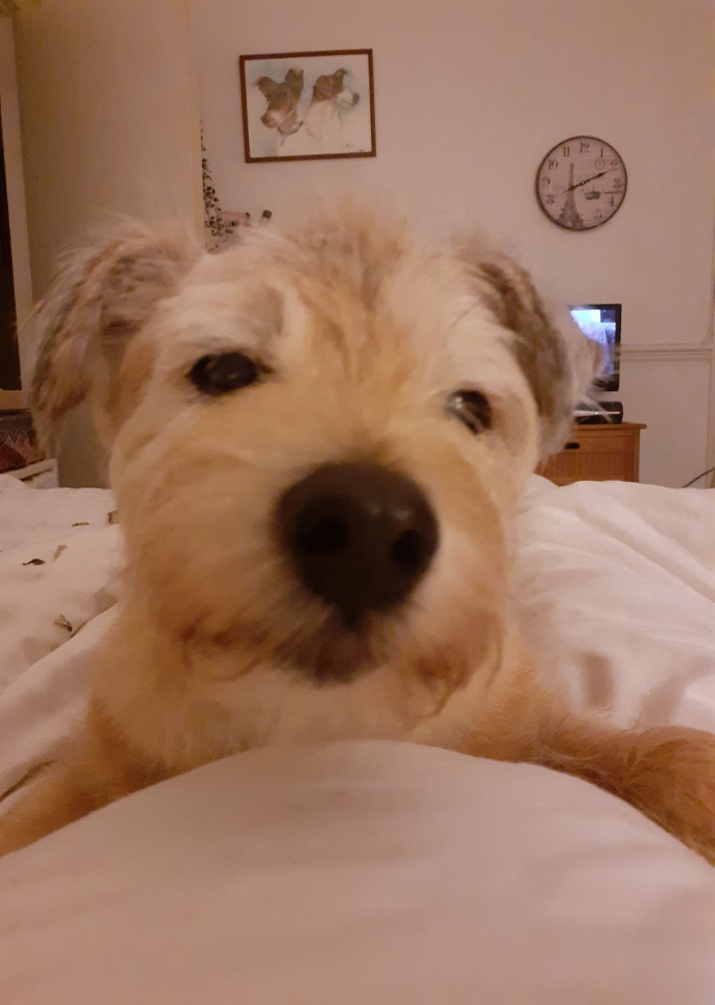 Customer photo review of Vitamin C Powder For Dogs