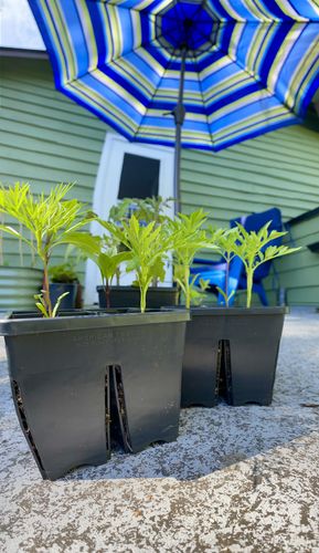 Customer photo review of Epic 4-Cell Trays