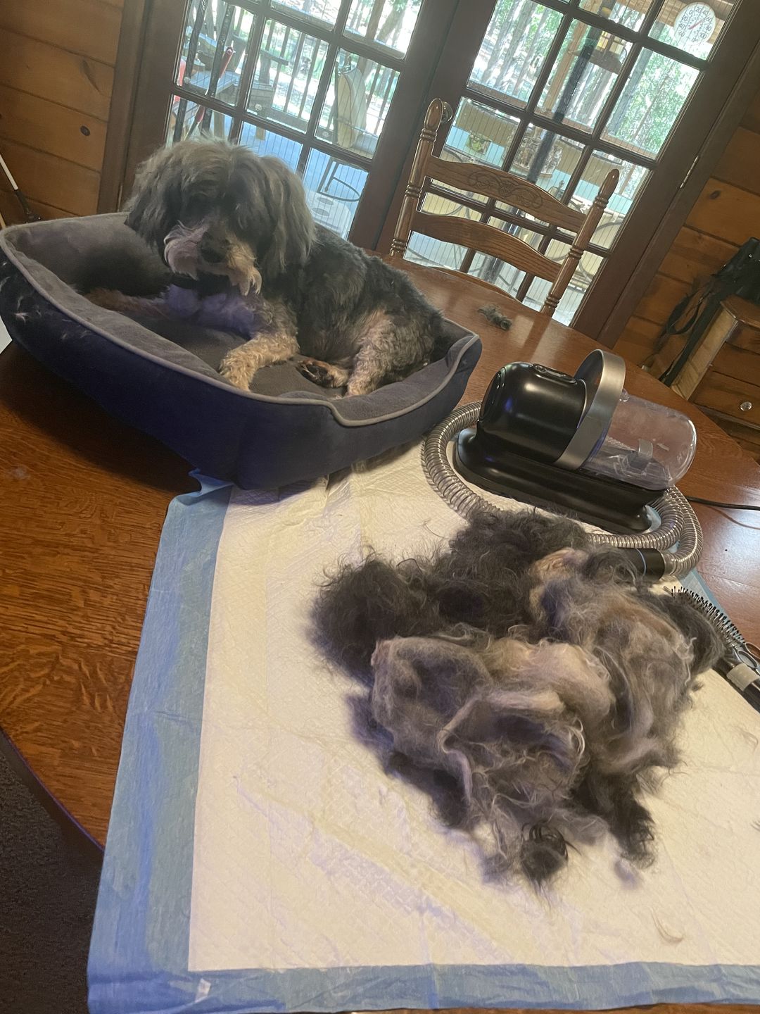 Customer photo review of Grooming Vacuum Filters & Blade Replacement Pack
