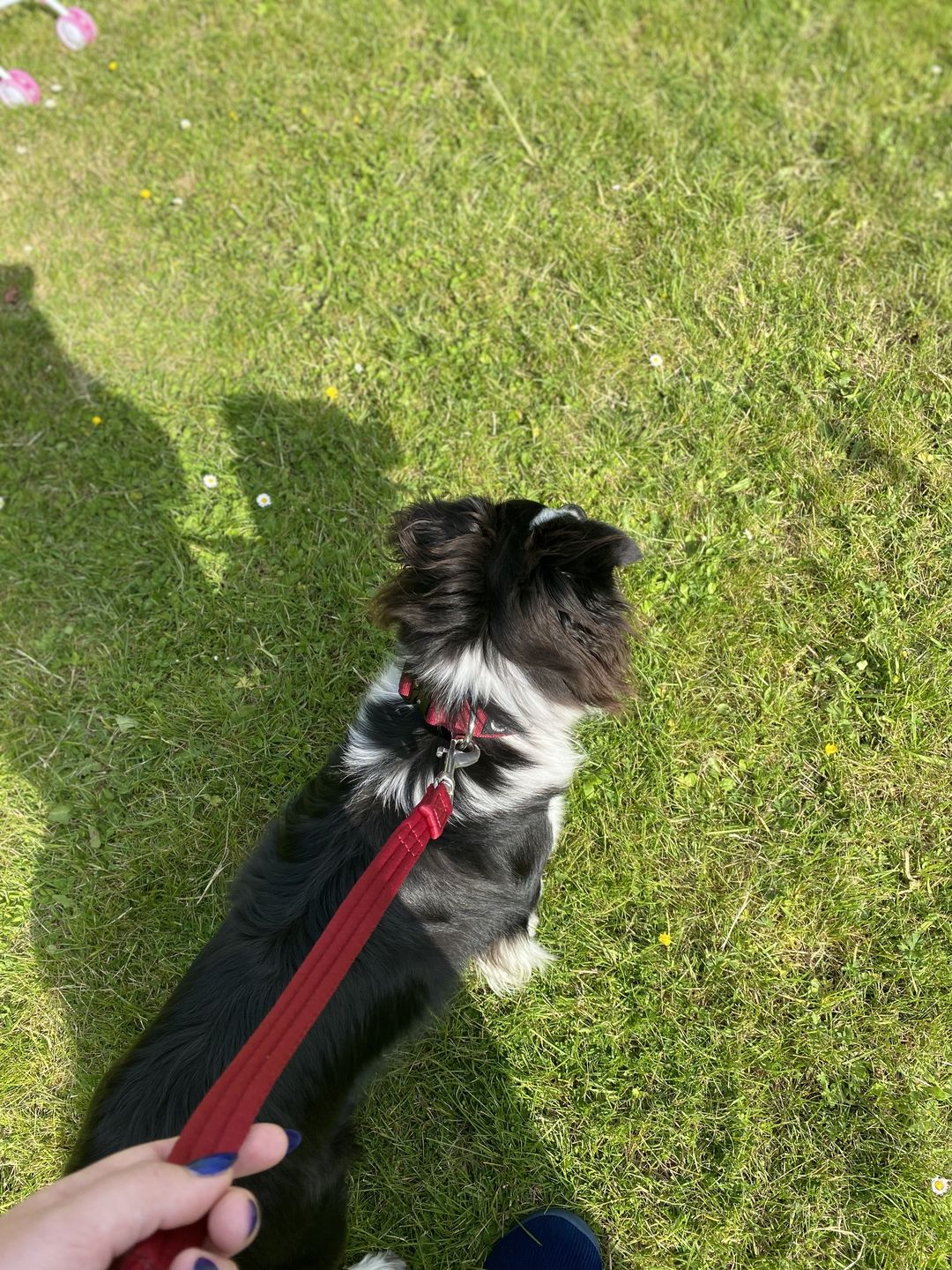 Customer photo review of 4cm Combat® Collar | Rated Clip - NO HANDLE - Burgundy v2.0