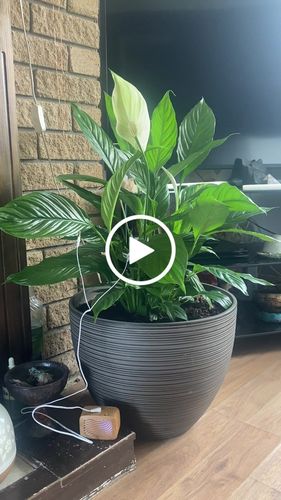 Customer video review of PlantWave