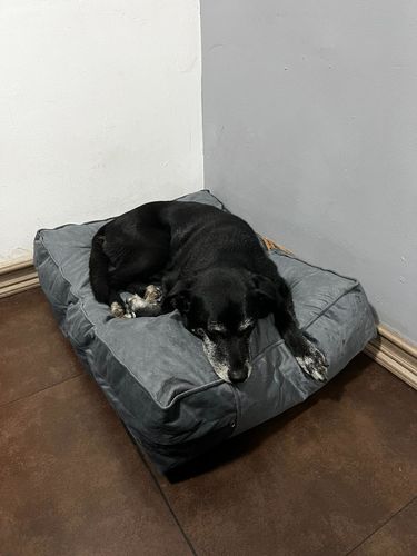 Customer photo review of Cama para mascota modelo origen Kuapets gris
