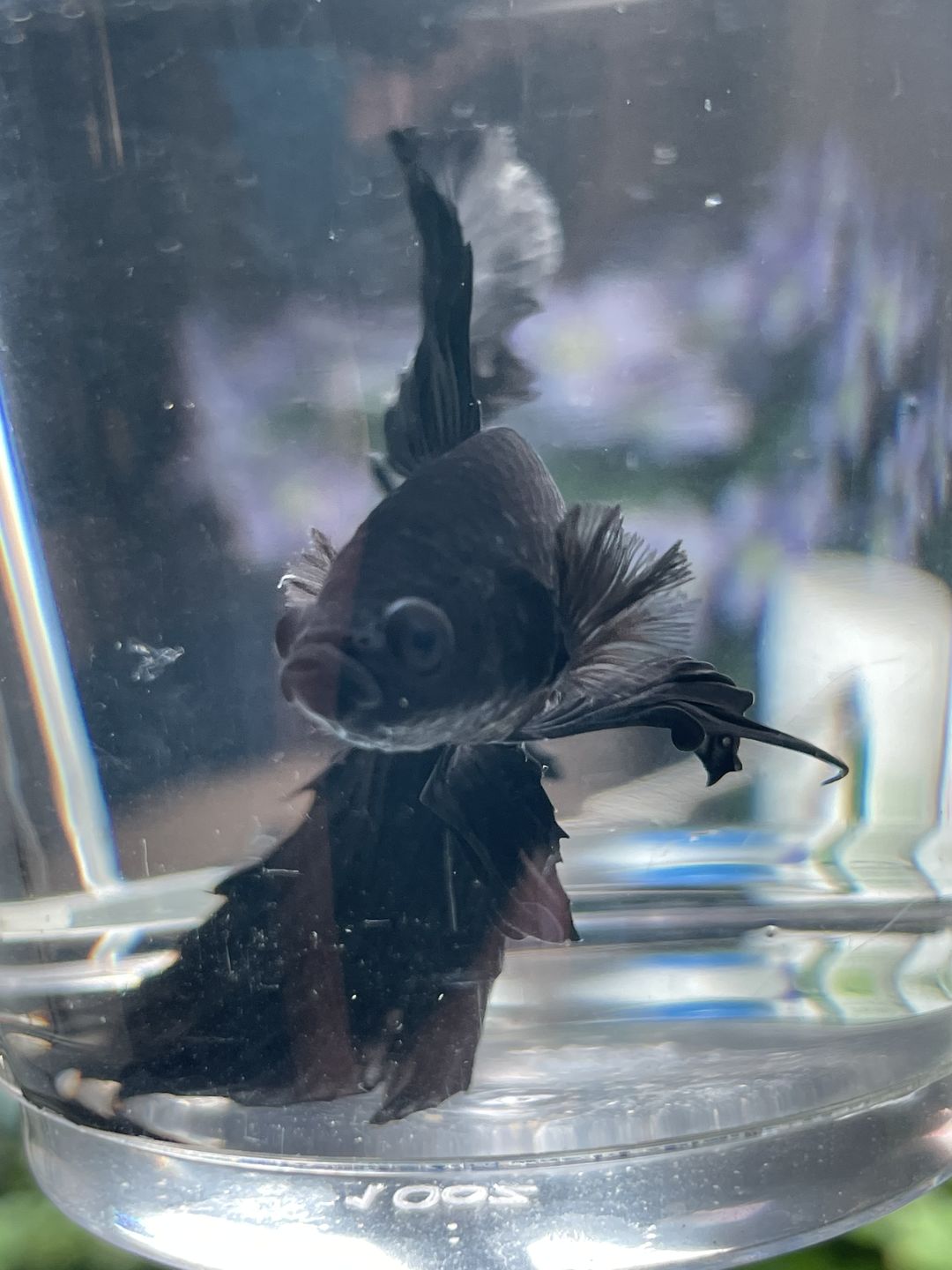 Customer photo review of Super Black Halfmoon Male Betta Fish