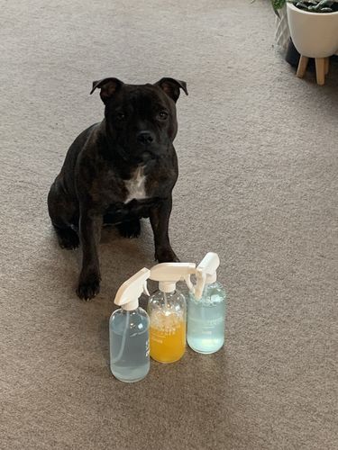 Customer photo review of Dazz Spray Collection