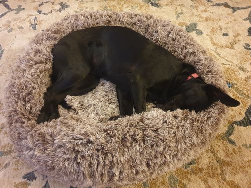 Customer photo review of PaWz Removable Cover Calming Pet Bed