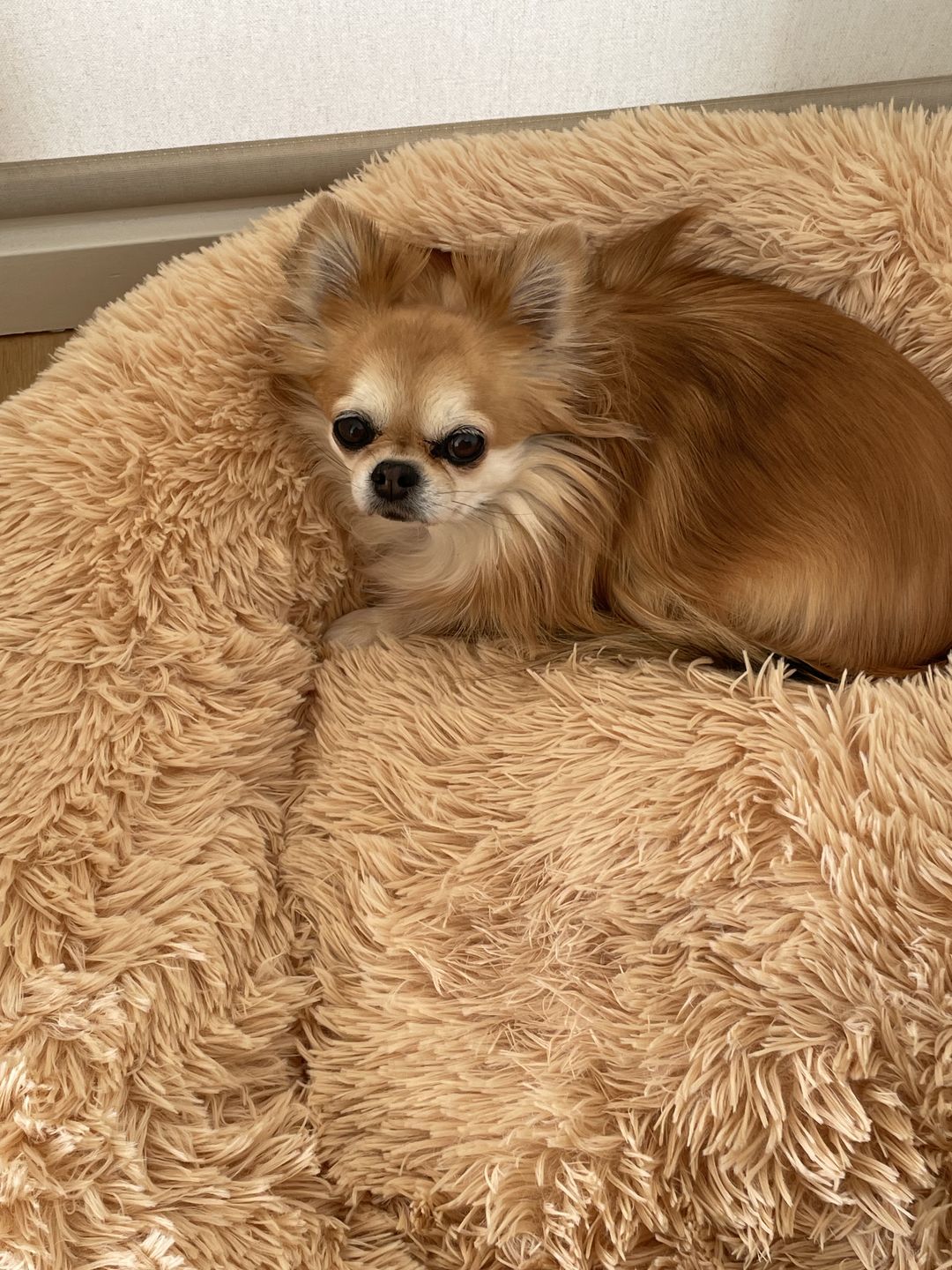 Customer photo review of THE ORIGINAL - Donut hundeseng (beige)