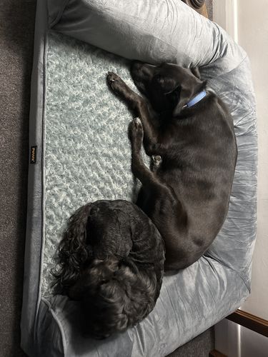 Customer photo review of PaWz Pet Sofa Bed