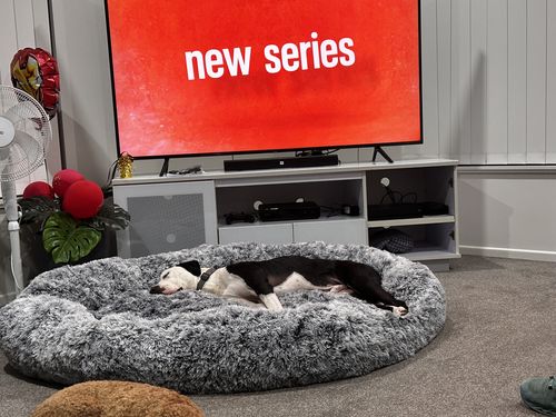 Customer photo review of The Human Size Nap Bed