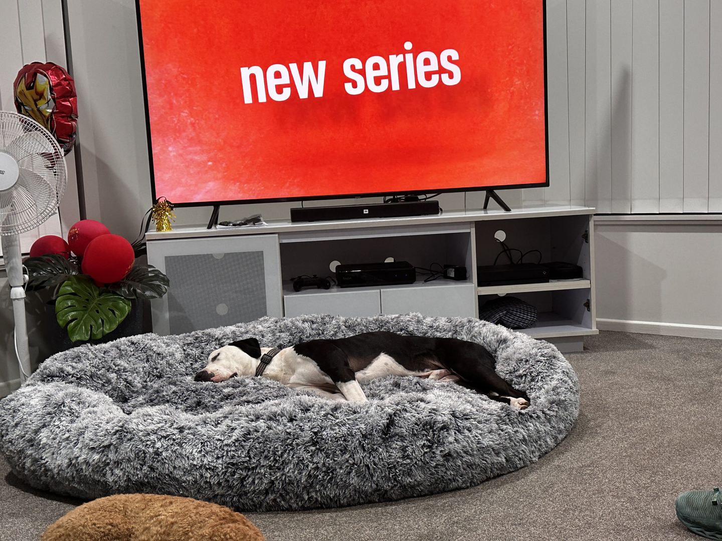 Customer photo review of The Human Size Nap Bed