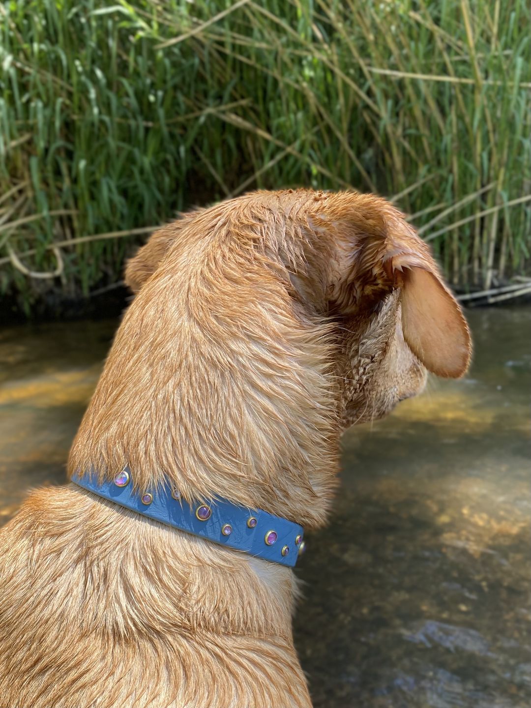 Customer photo review of The 'Bijou' Collar