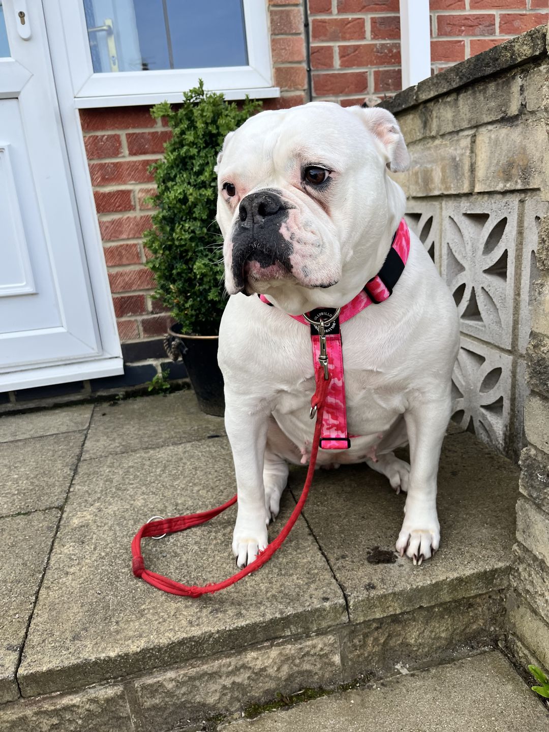 Customer photo review of TRI-Harness® | Anti-Pull, Adjustable & Durable - Dog Trainers Choice -  CAMO Bubblegum v2.0