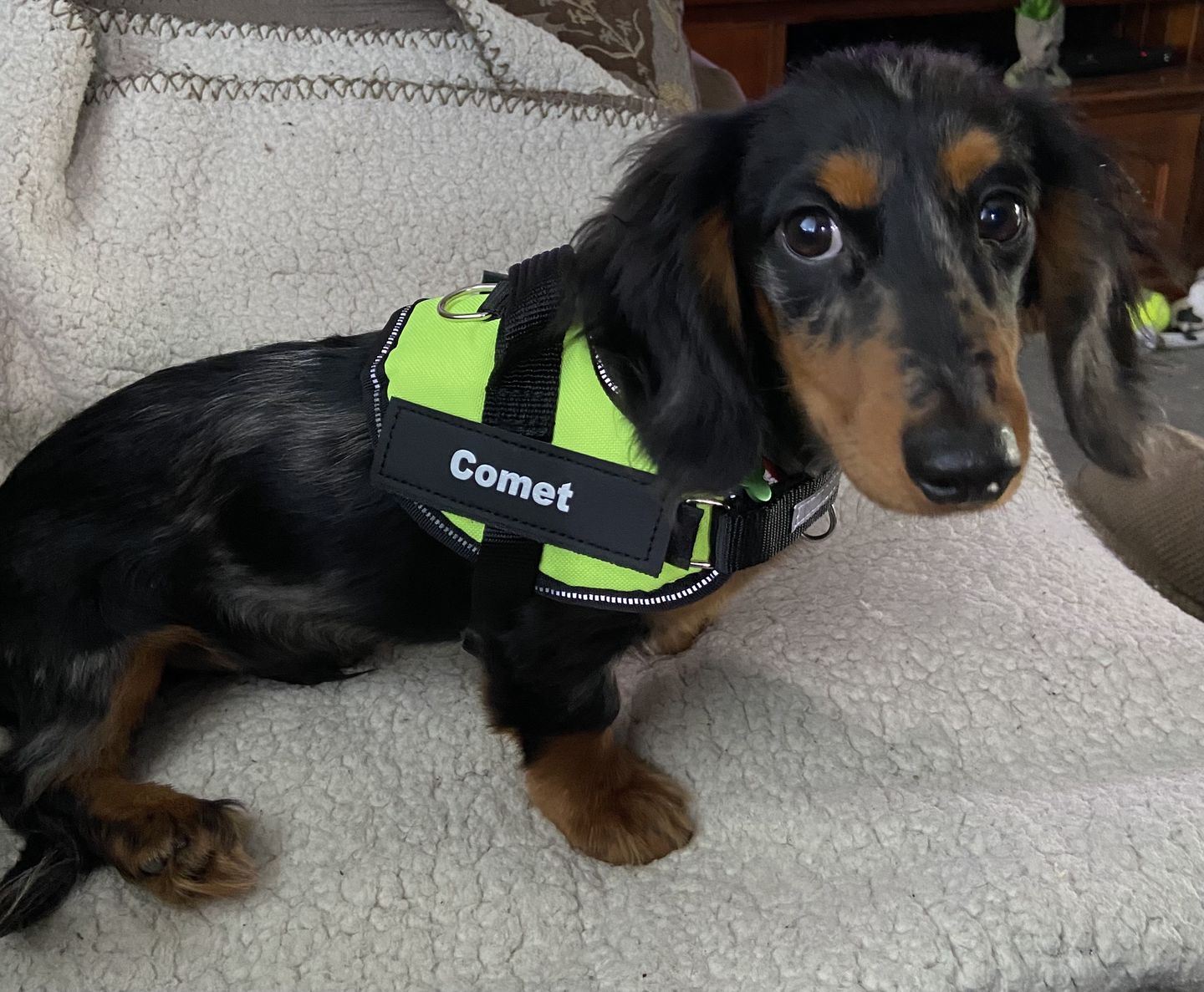Customer photo review of Safety No Pull Dog Harness