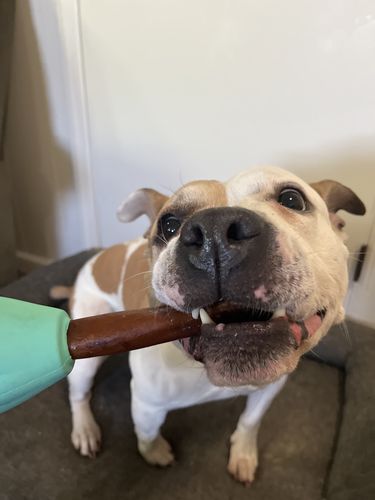 Customer photo review of Collagen sticks for dogs