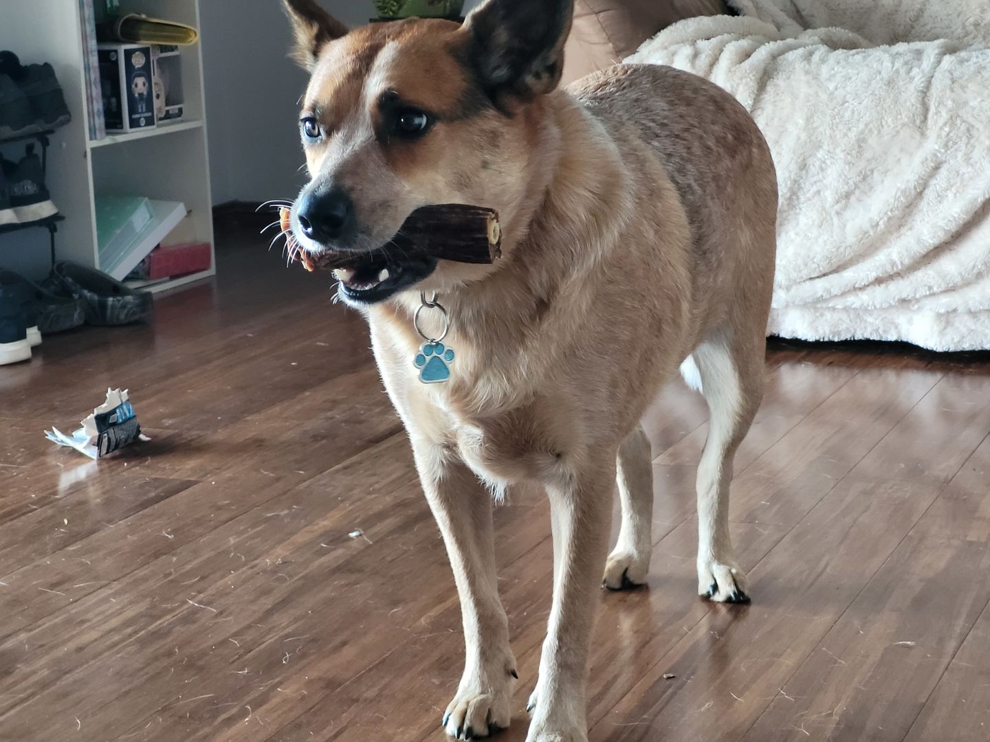 Customer photo review of Australian Kangaroo Tail