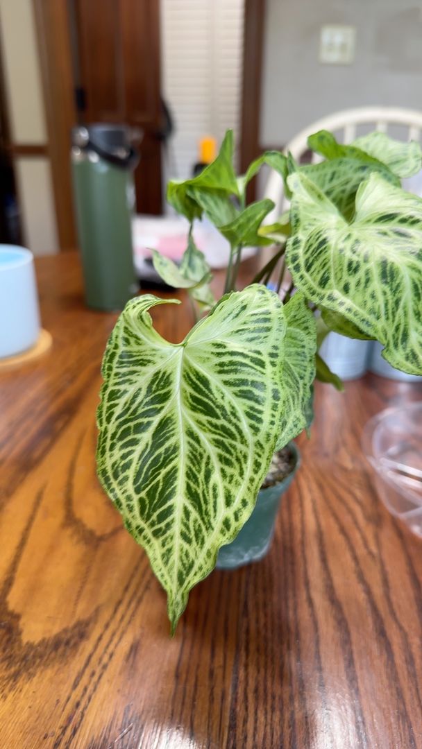 Customer photo review of Syngonium podophyllum 'Batik'