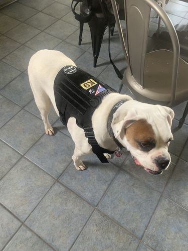 Customer photo review of Classic Heavy-Duty Tactical No-Pull Team K9™ Dog Harness With Front & Back D-Rings, Quick-Release Metal-Buckles, Hook & Loop Panels, & Top Handle