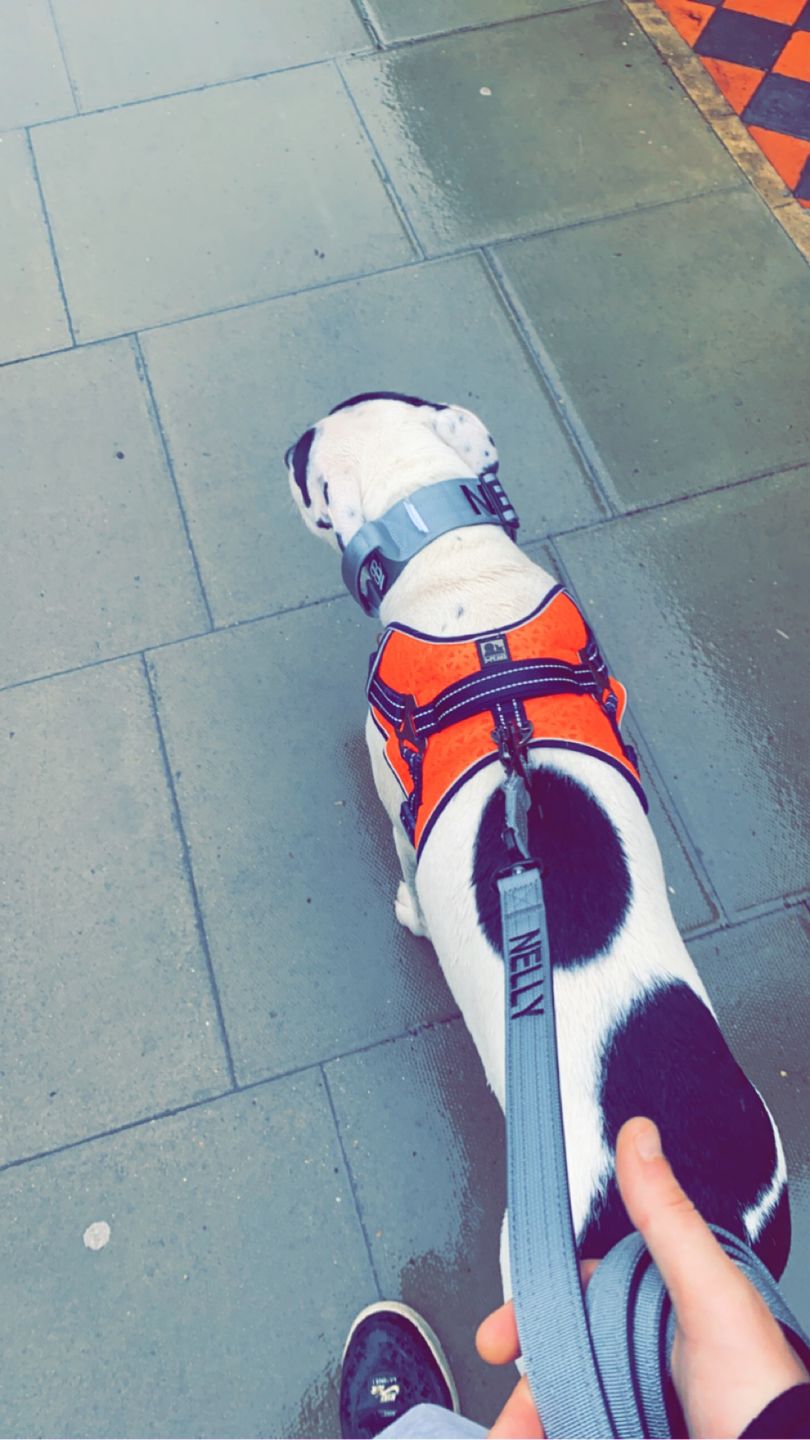 Customer photo review of 1.4m Swivel Combat Lead | Neoprene Lined, Secure Rated Clip with Soft Handle - Metal Grey