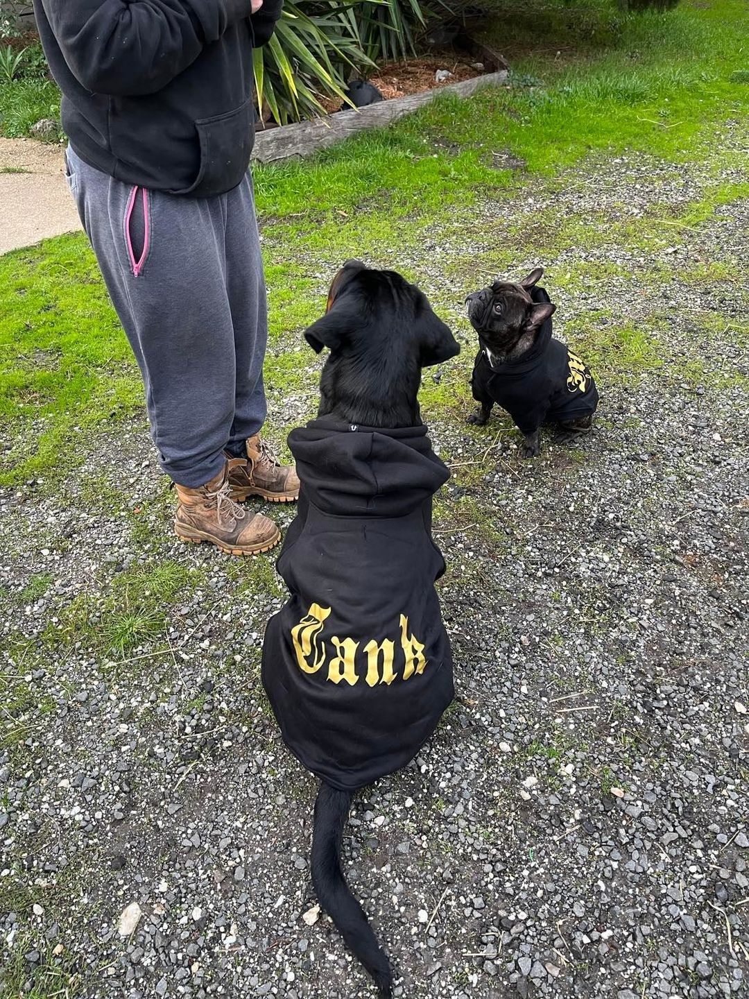 Customer photo review of Gangsta Yapper Dog Hoodie - Personalised