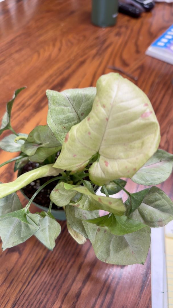 Customer photo review of Syngonium podophyllum 'Milk Confetti'