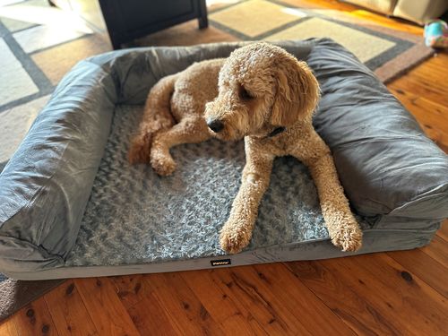 Customer photo review of PaWz Pet Sofa Bed