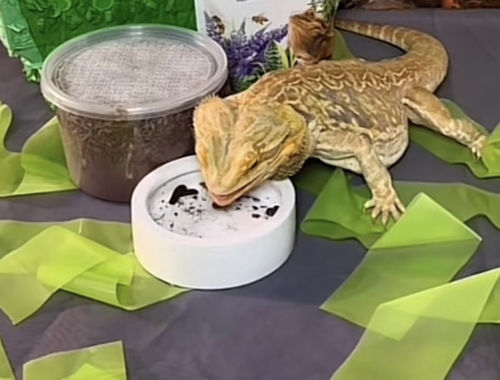 Customer photo review of GrubTerra Fresh Black Soldier Fly Larvae for Reptiles