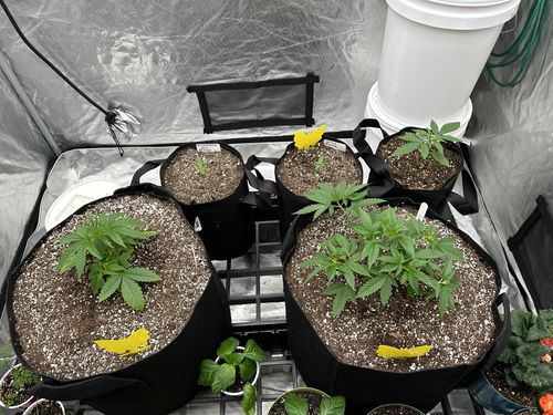 undefined review of Gaia Green Organic All Purpose Fertilizer 4-4-4 image 1 out of 1