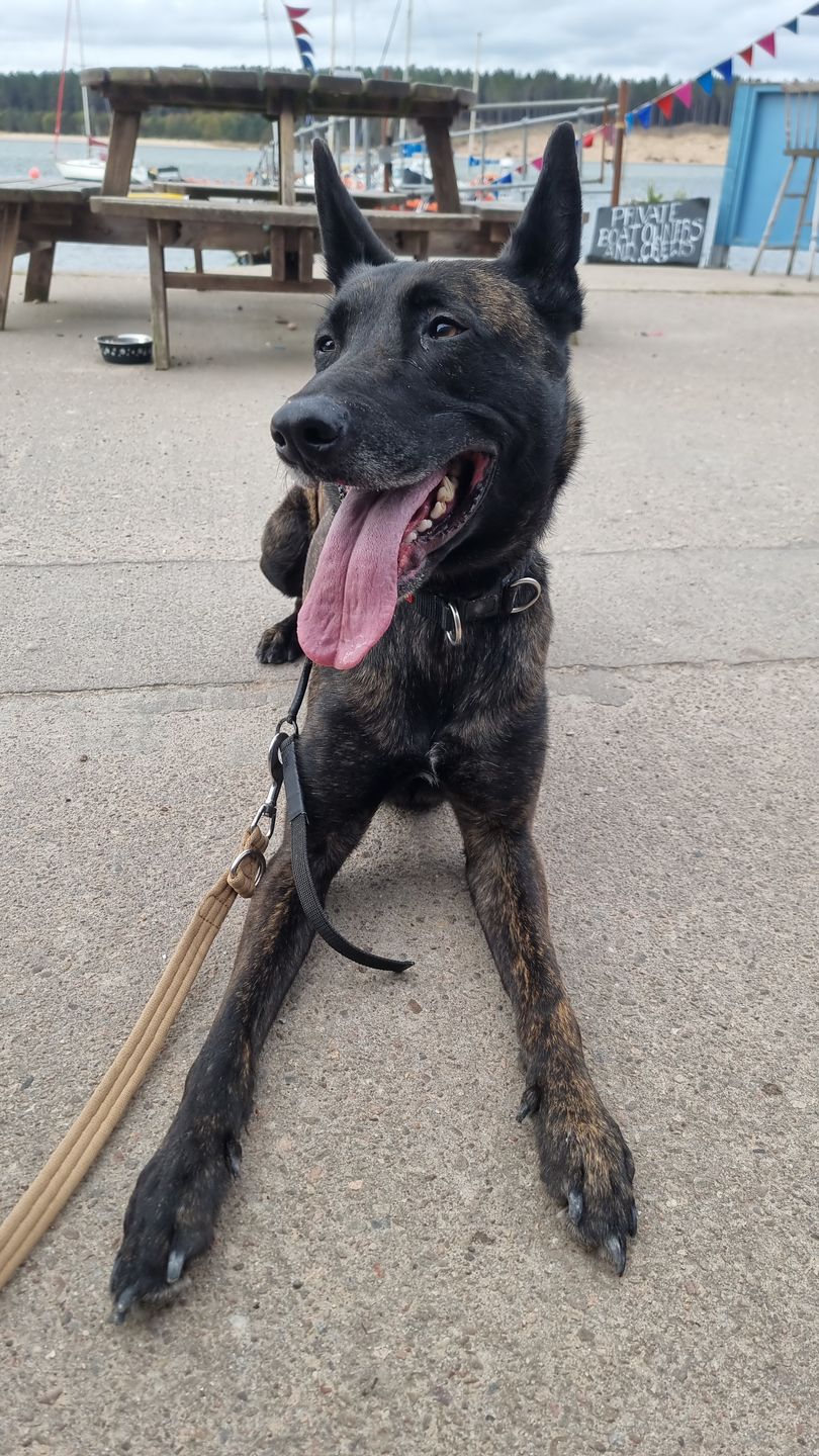 Customer photo review of Double Ended Training Lead | All Breeds - Durable & Soft 2m Lead - Military Tan