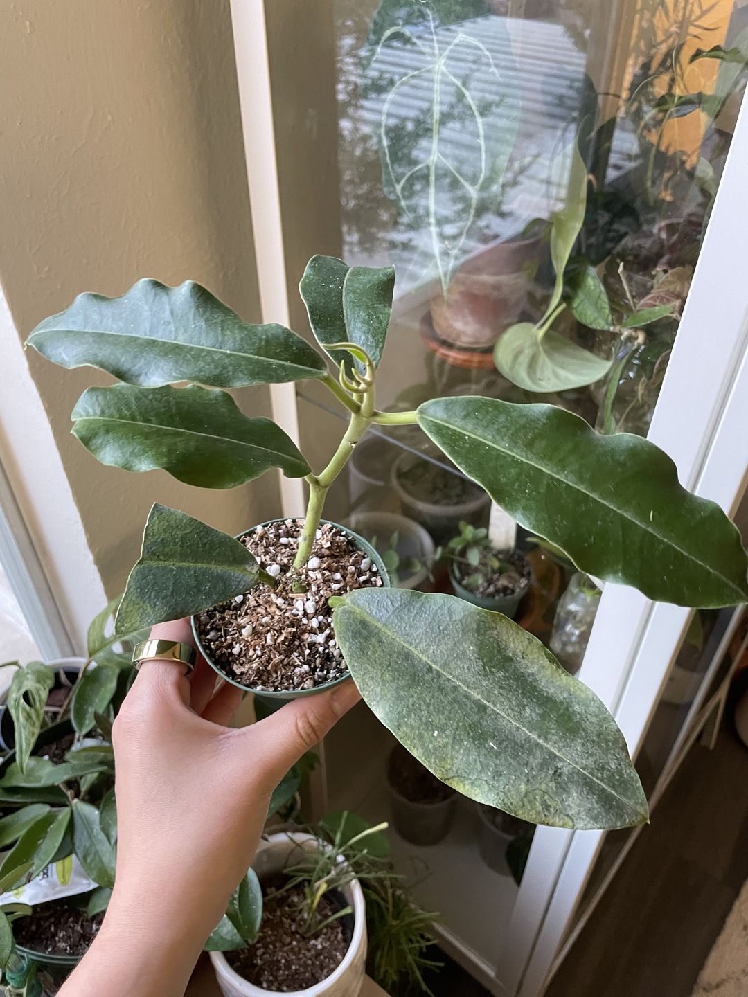 Customer photo review of Hoya imperialis