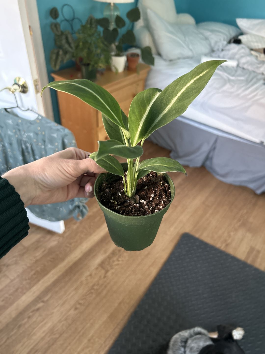 Customer photo review of Spathiphyllum 'Silver Streak'