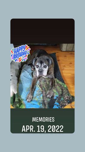 Customer photo review of New Hemp Seed Oil for Large Dogs (500ml)