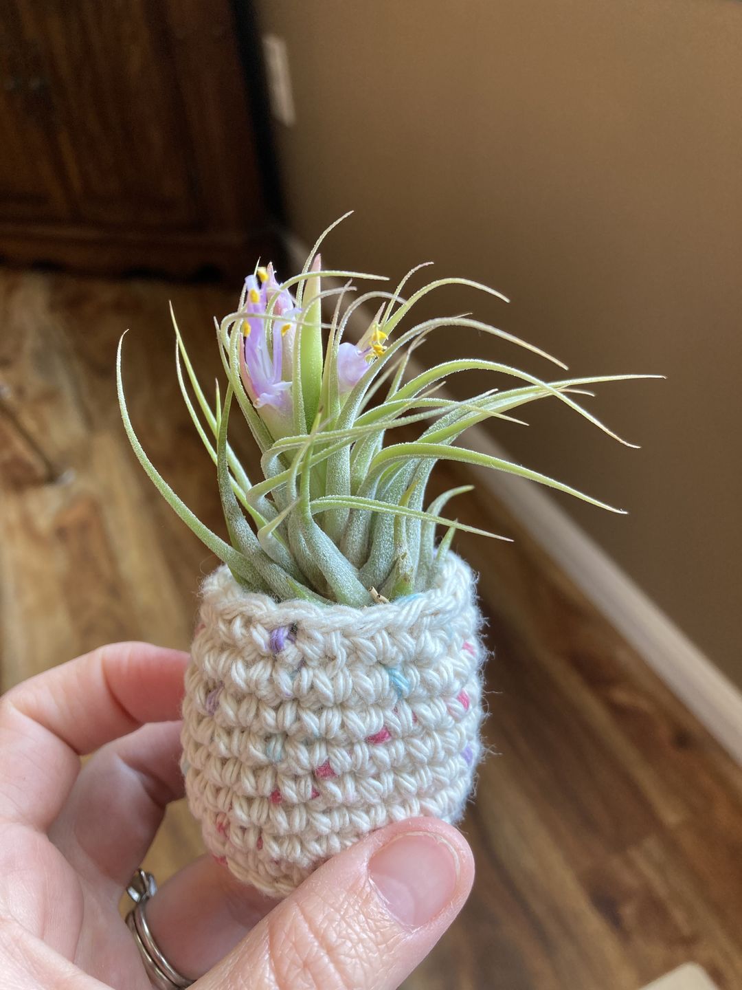 Customer photo review of B Quality Ionantha Variety 3 Pack  ($0.75 Per Plant)