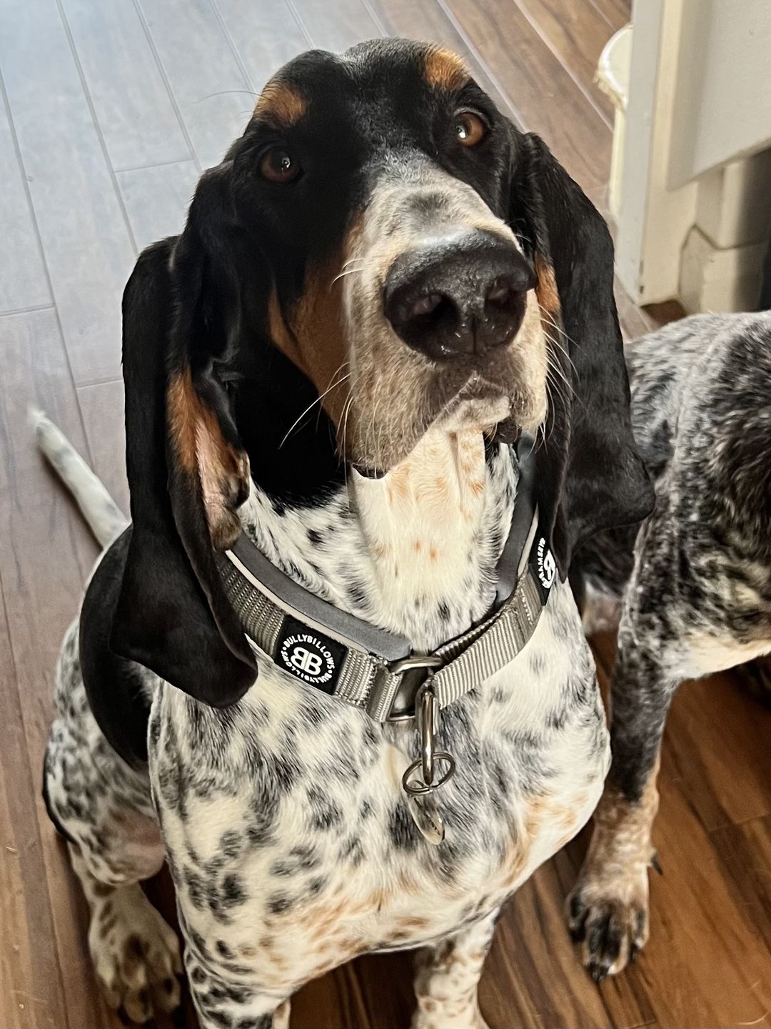 Customer photo review of 4cm Slip on Collar | Soft Padded & Reflective - Metal Grey v2.0
