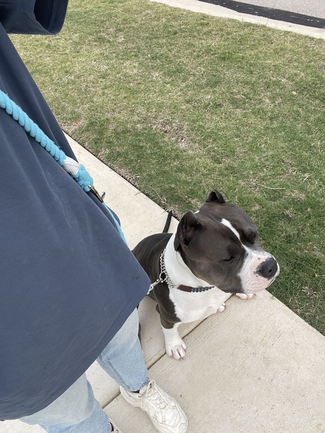 Customer photo review of 6-IN-1 Cotton Rope Dog Leash